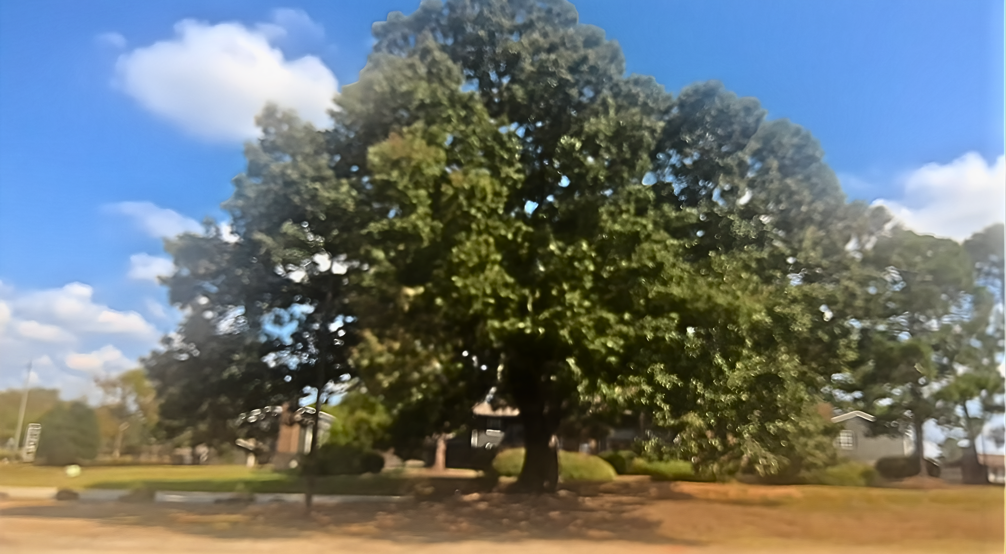 140 Year Old Oak Tree at Fairington Park